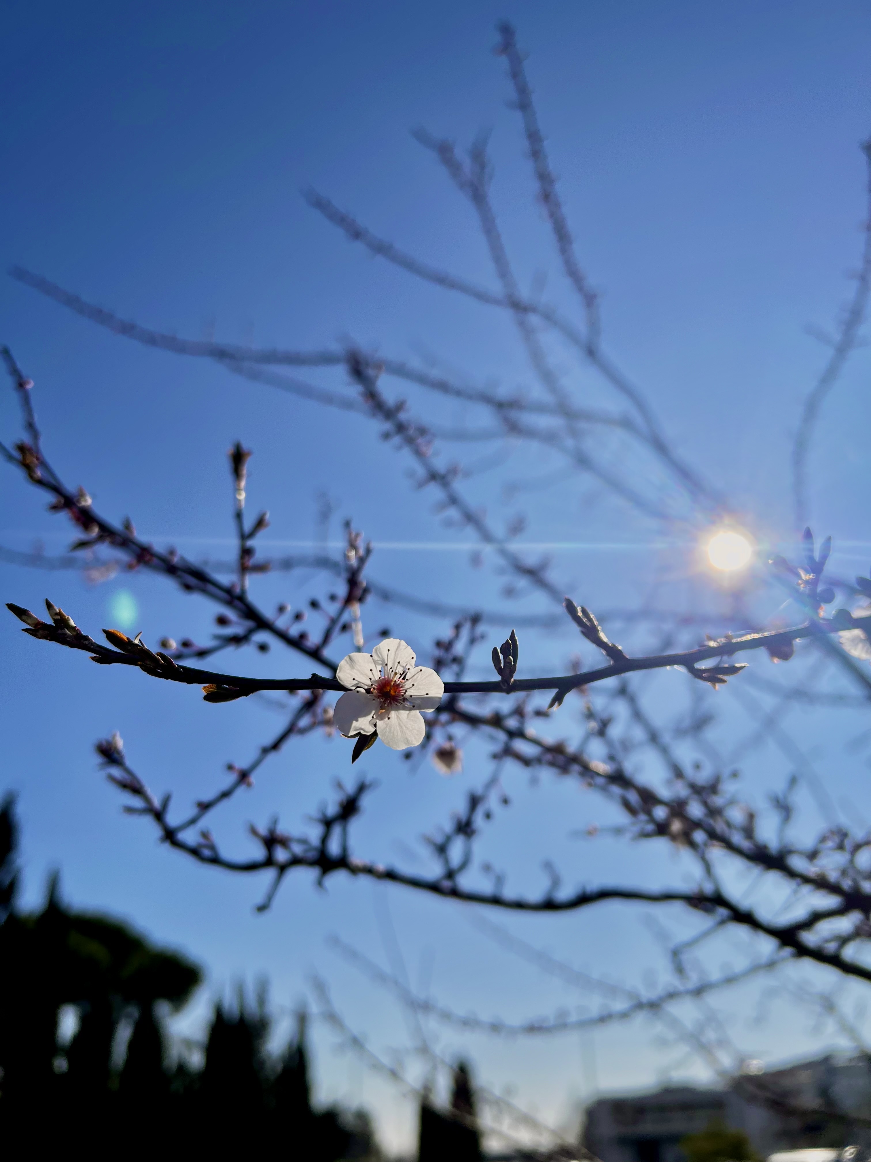 Wildflowers of Glow